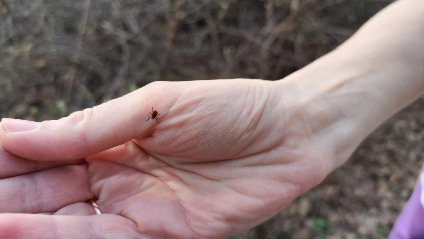 Клещи обожают эти растения: проверьте, что растет у вас в саду — возможно, вы сами приглашаете паразитов