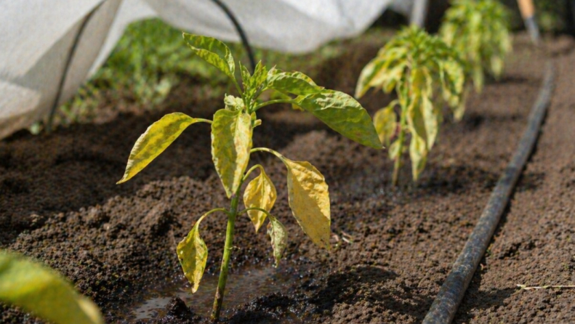 Рассада после высадки замирает: почему листья желтеют, сгорают – и какие ошибки первых дней губят растения даже на грядке