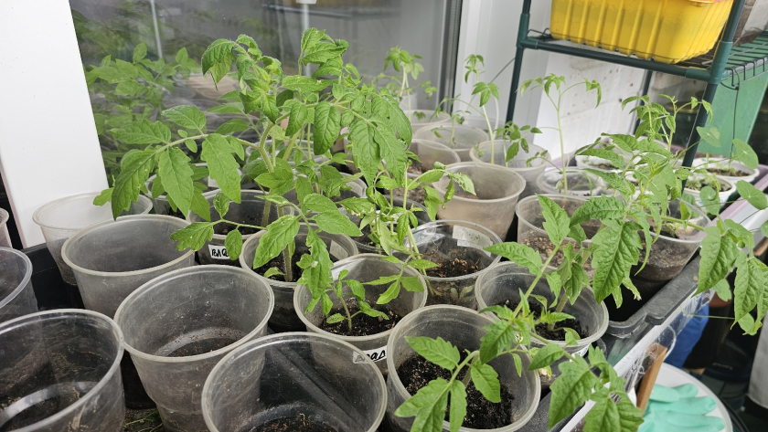 Всё хвалят янтарную кислоту, а я расскажу, когда она становится врагом рассады