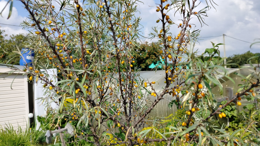15 деревьев и кустарников, которым не место на даче. Можжевельник, береза, тополь — и другие враги вашего участка