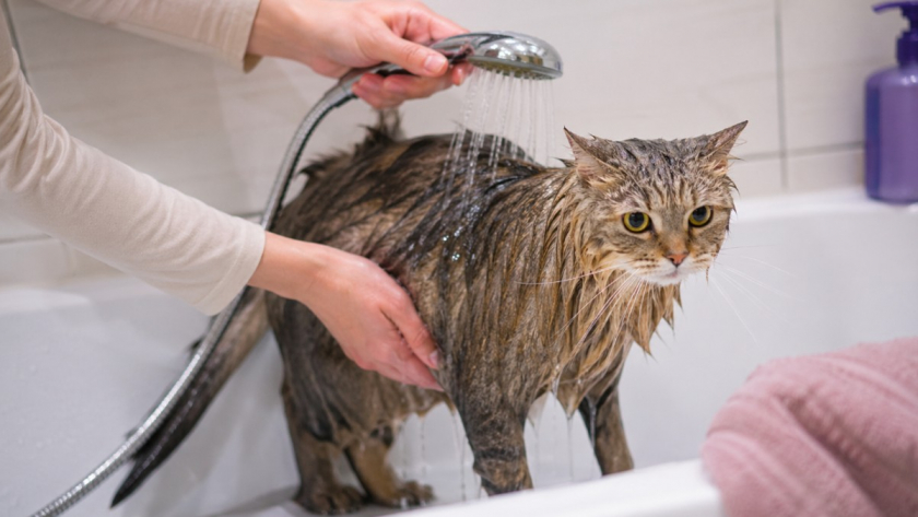 Как помыть кошку или собаку без паники: ошибки хозяев, из-за которых обычное купание превращается в стресс для питомца