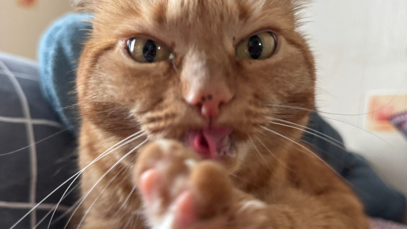 Почему кошка лижет своего хозяина: 3 главные причины — от метки территории до солёного вкуса кожи