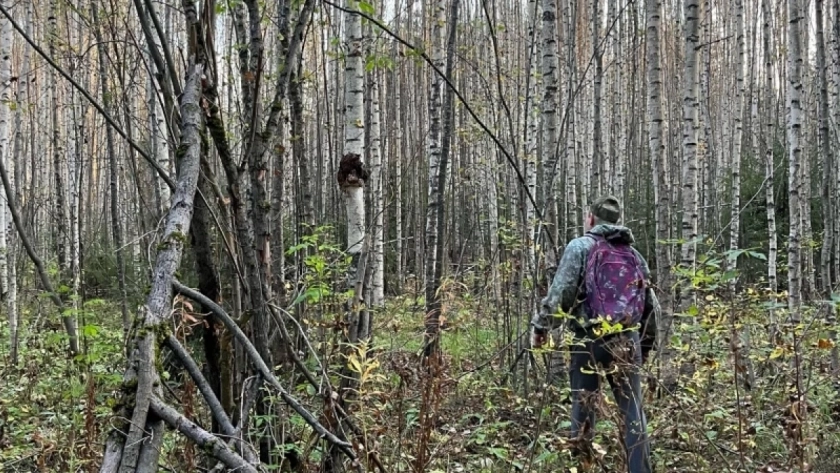 Кировская область отправила более 6 тысяч тонн палочек для мороженого в Китай