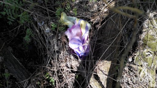 В Кирове в Зубаревском лесу обнаружили труп младенца