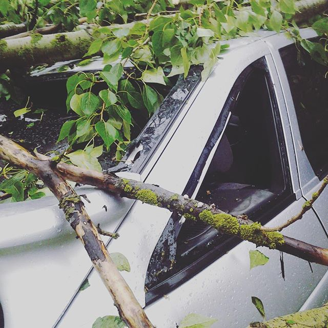 В Чепецке старый тополь упал на машину: водителя из авто доставали спасатели