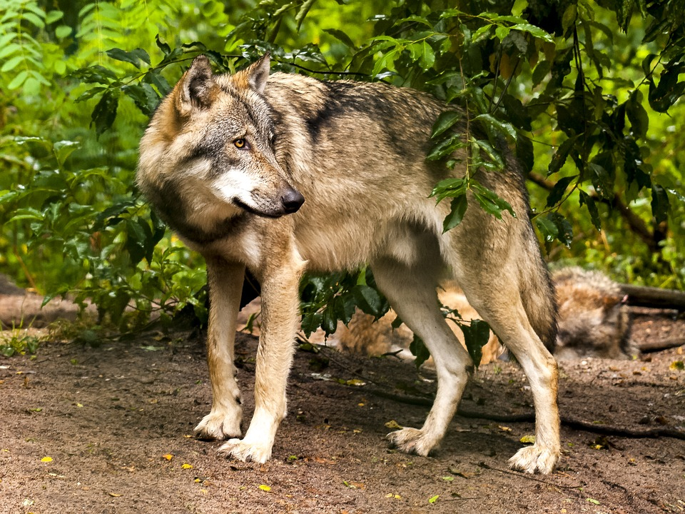 Жители Кировской области сообщают о нашествии волков