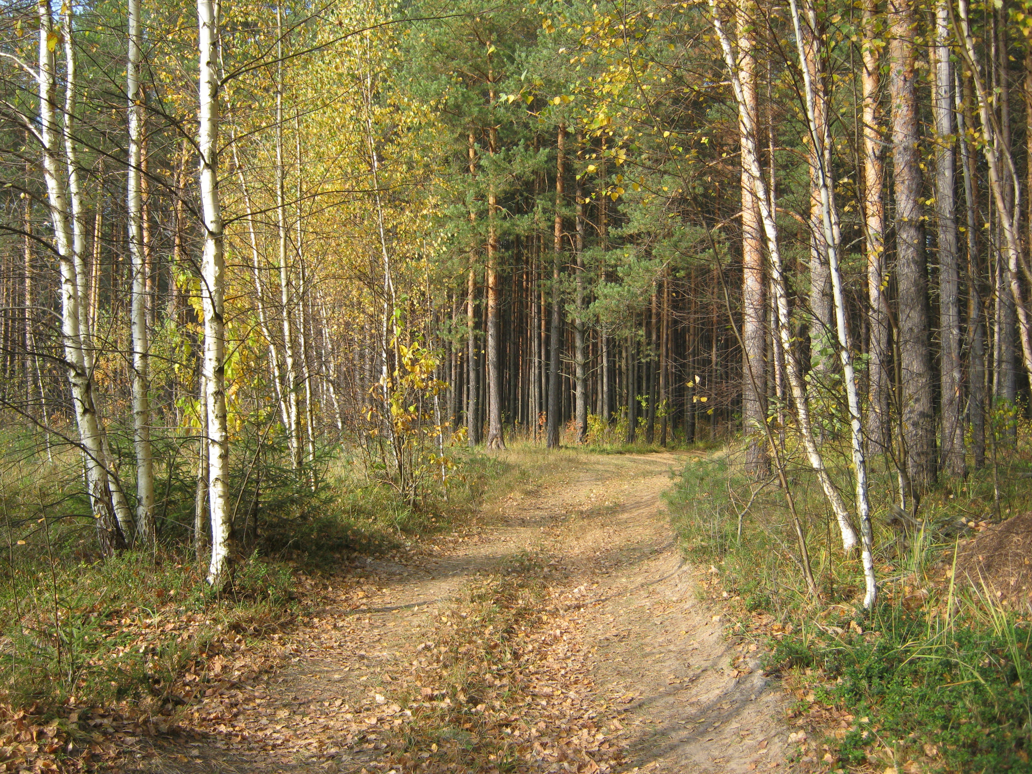 В лесу нашли тело пропавшего несколько дней назад жителя Кировской области
