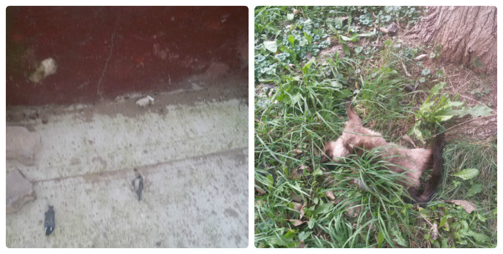 На Сосновой чепчане заметили мертвых птиц и труп кошки