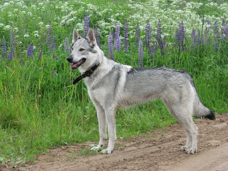 В Кирово-Чепецком районе потерялась собака редкой породы