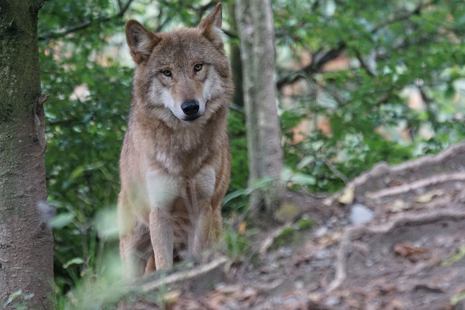 В Кировской области в лесу волк набросился на грибника