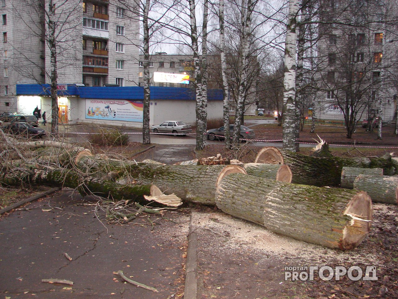 В Чепецке вырубили деревья на "аллее любви"