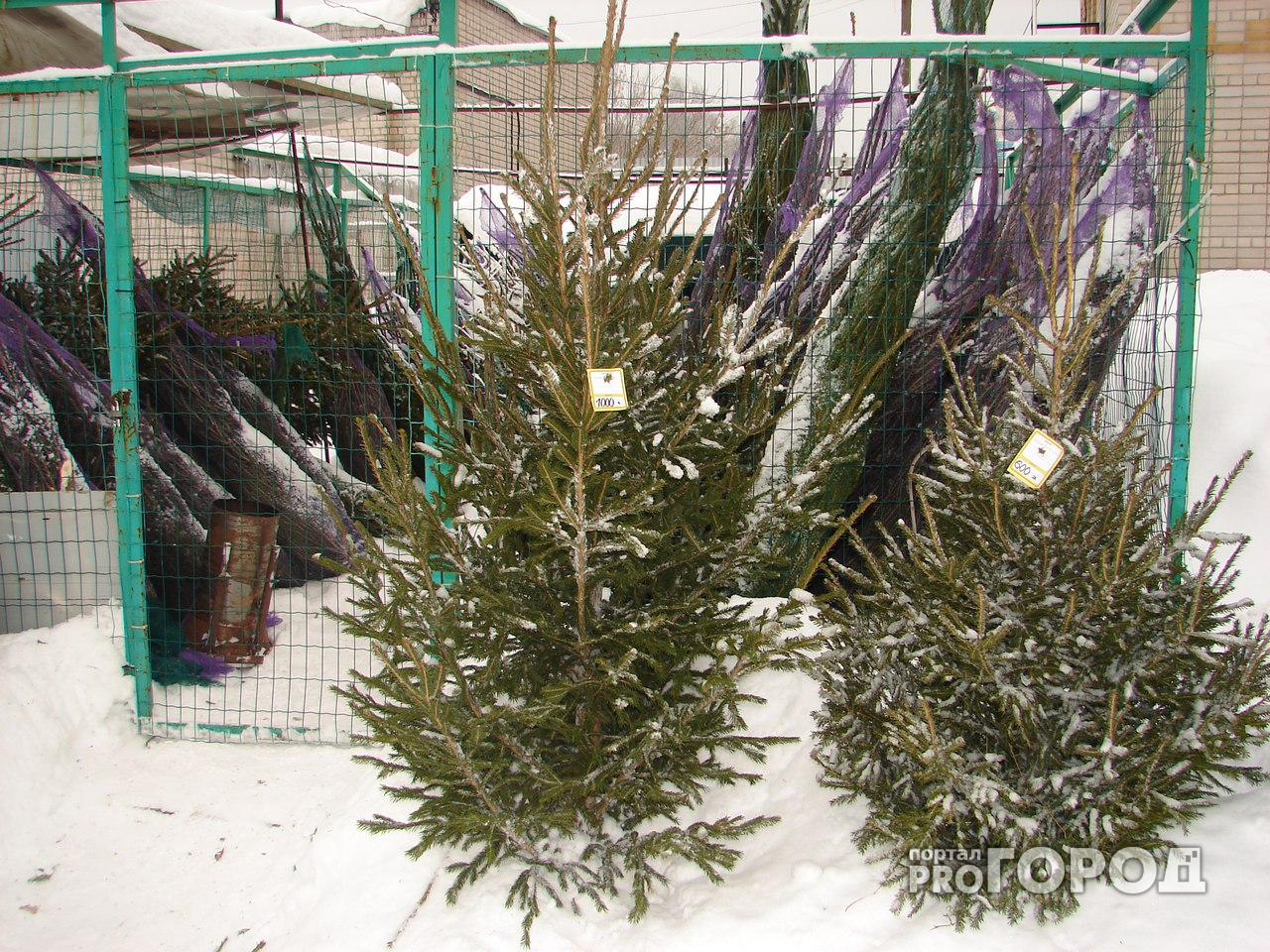 В Чепецке началась продажа елок к Новому году