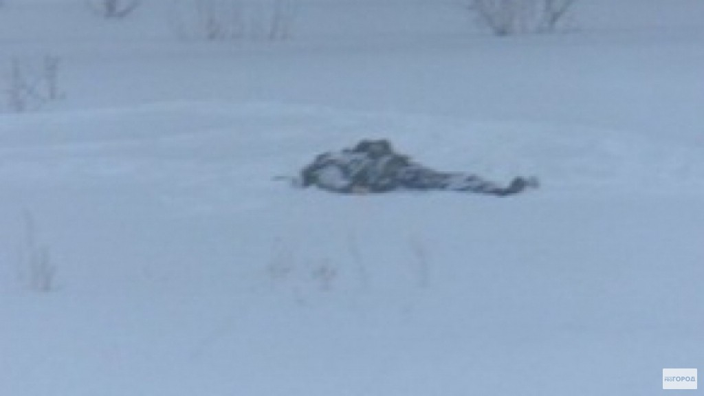 В Чепецке полицейские вынесли из леса замерзшего человека без сознания