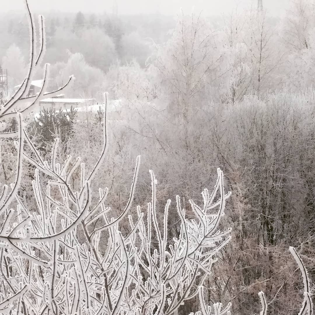 Синоптики рассказали, когда исчезнет белая изморозь на деревьях в Чепецке