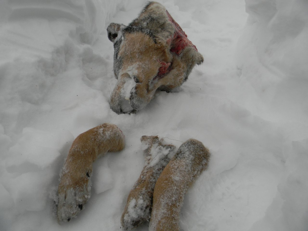 Жительнице Кировской области во двор подбросили расчлененный труп собаки