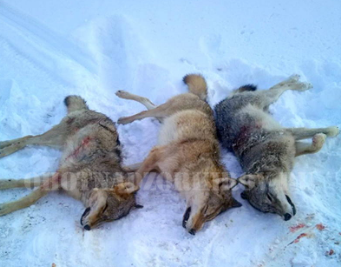 В Кировской области охотникам удалось истребить стаю волков