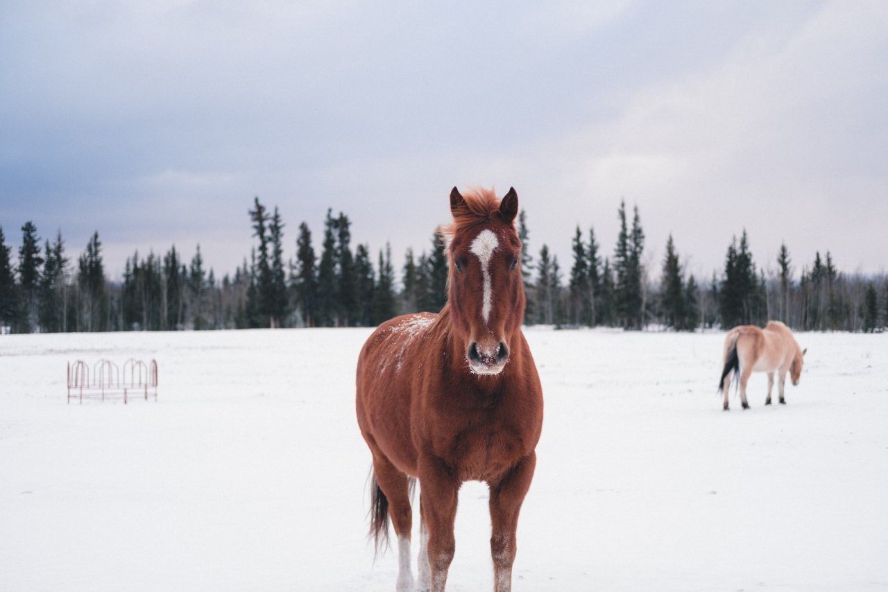 В Кировской области убили лошадь-Хатико