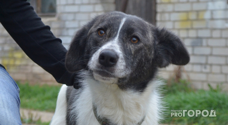В Кировской области вновь зарегистрировано  бешенство  у собаки