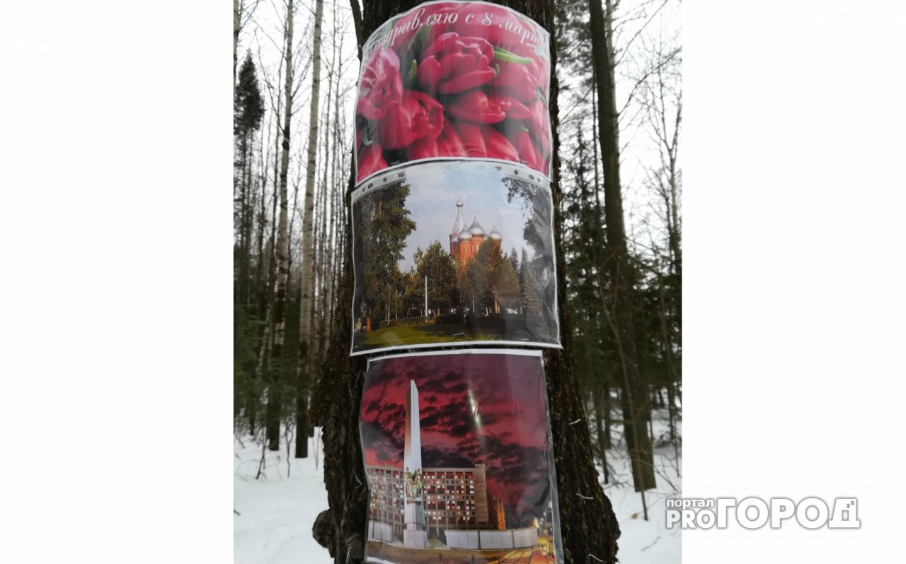 Чепчан удивили фотографии на деревьях вдоль лыжни в лесу