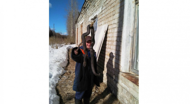 Житель Кировской области поймал огромную ядовитую змею