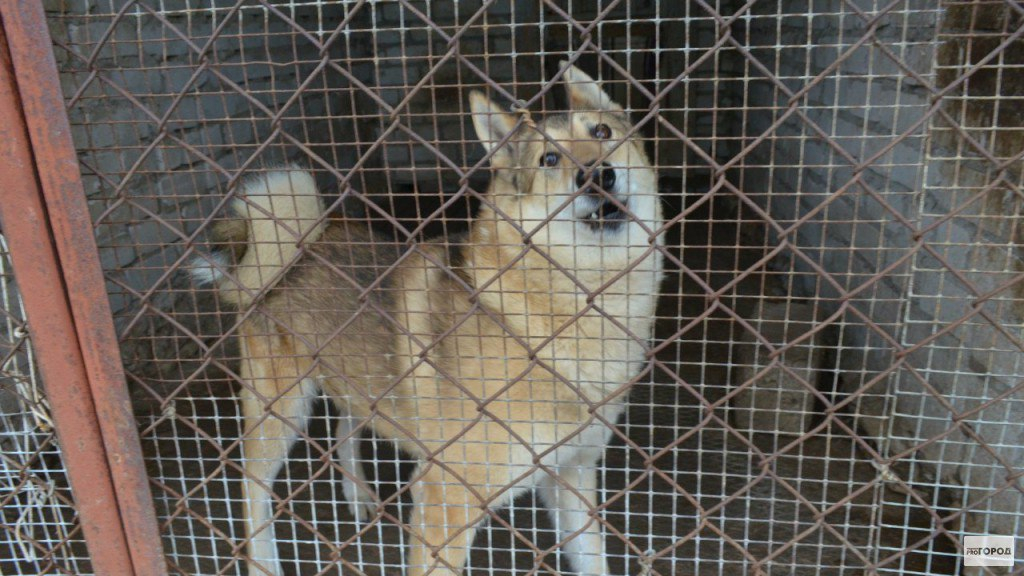 В Чепецке отловщики собак забрали животное на глазах хозяйки