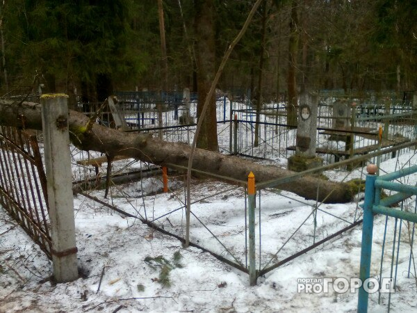 В Чепецке на городском кладбище на могилу упало дерево