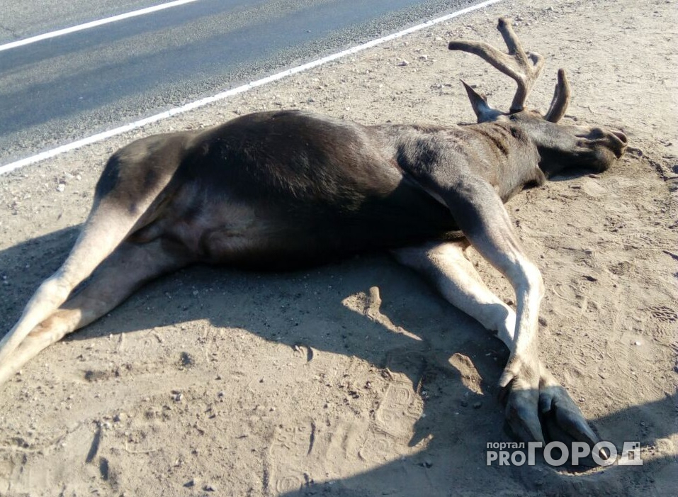 В Чепецком районе водитель насмерть сбил лося и скрылся с места ДТП