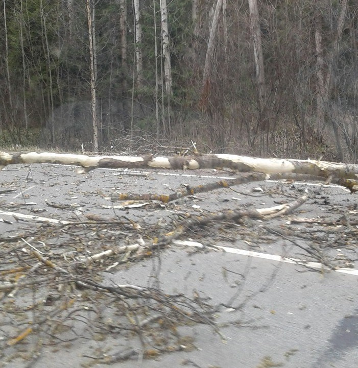 В Чепецке дерево упало перед ехавшим автобусом