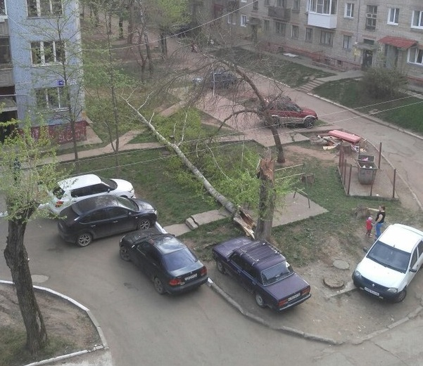 В Чепецке дерево упало в метре от машины, где сидел человек