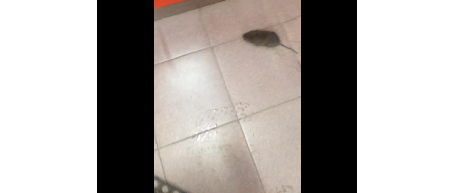 В Чепецке в зале закусочной очевидцы сняли на камеру крысу