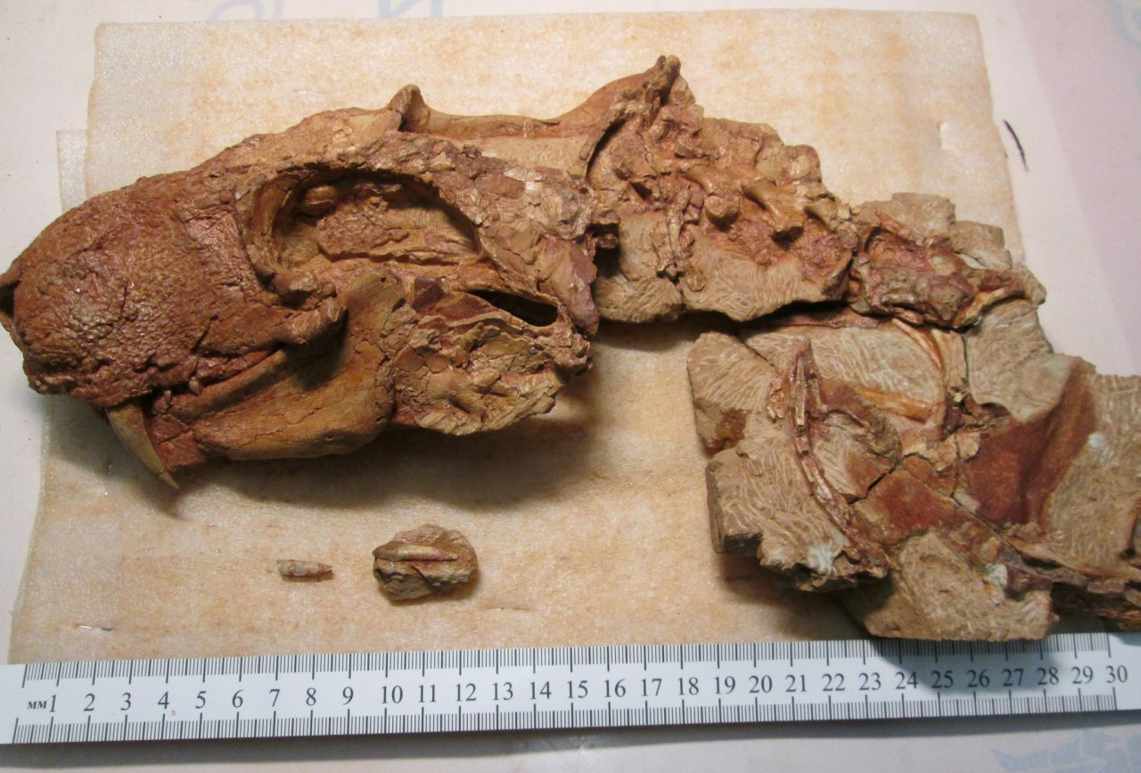У берегов Вятки палеонтологи нашли неизвестных науке предков динозавров
