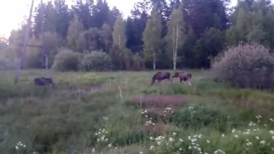 У Казанского поворота сняли на видео 4 лосей на обочине