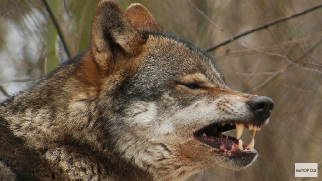 В Кировской области охотники убили более 200 волков