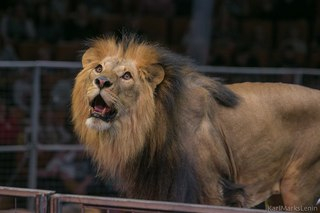 Известно, что будет со львом, который напал на кировчанку в сафари-парке