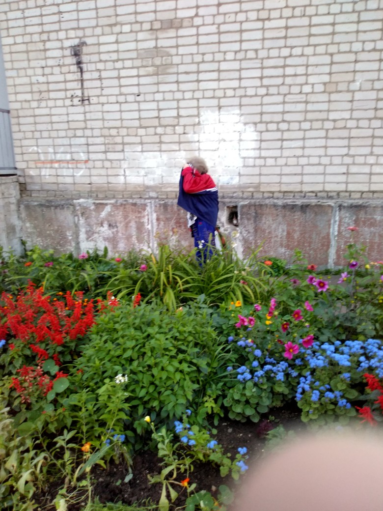 В Кирово-Чепецке женщина забрала цветы со школьной клумбы