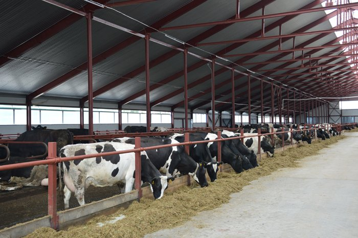 Крупнейшая в Кировской области молочная ферма начнет работать летом 2019 года