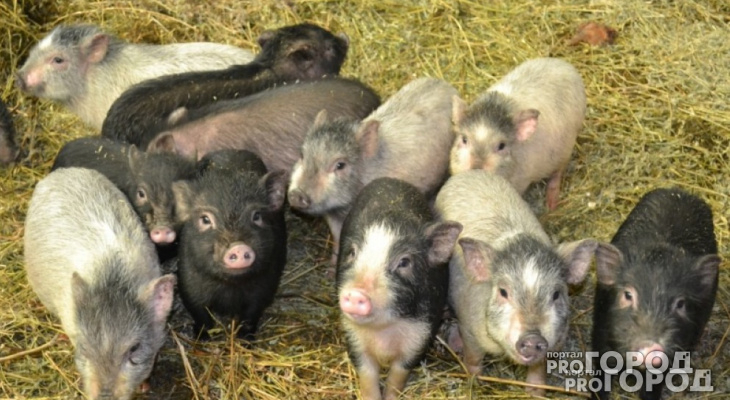 Чепчанка попыталась продать свиней на "Авито" и лишилась 21 тысячи