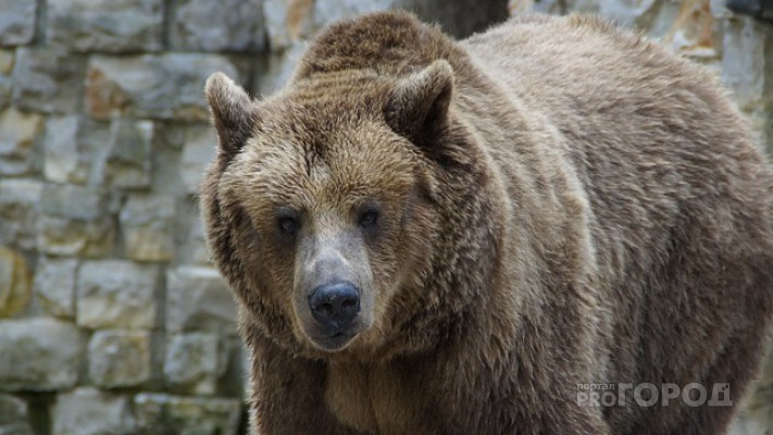 В Кировской области дикий медведь набросился на человека