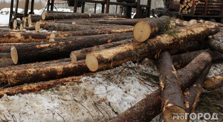 В Чепецке вынесли приговор мужчине, который незаконно вырубил 50 кубометров леса