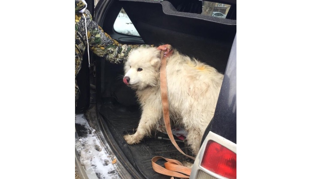 В Кирове нашли пропавшую цирковую собаку по кличке Ангел