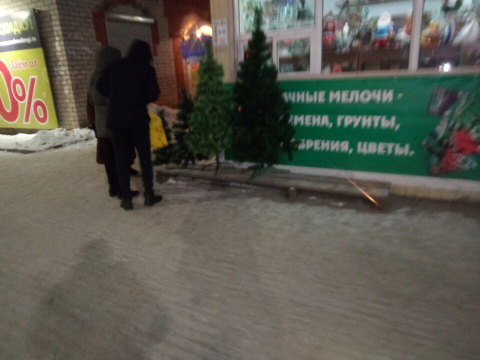 Горожане не смогут купить живые ели на Новый год в Чепецке