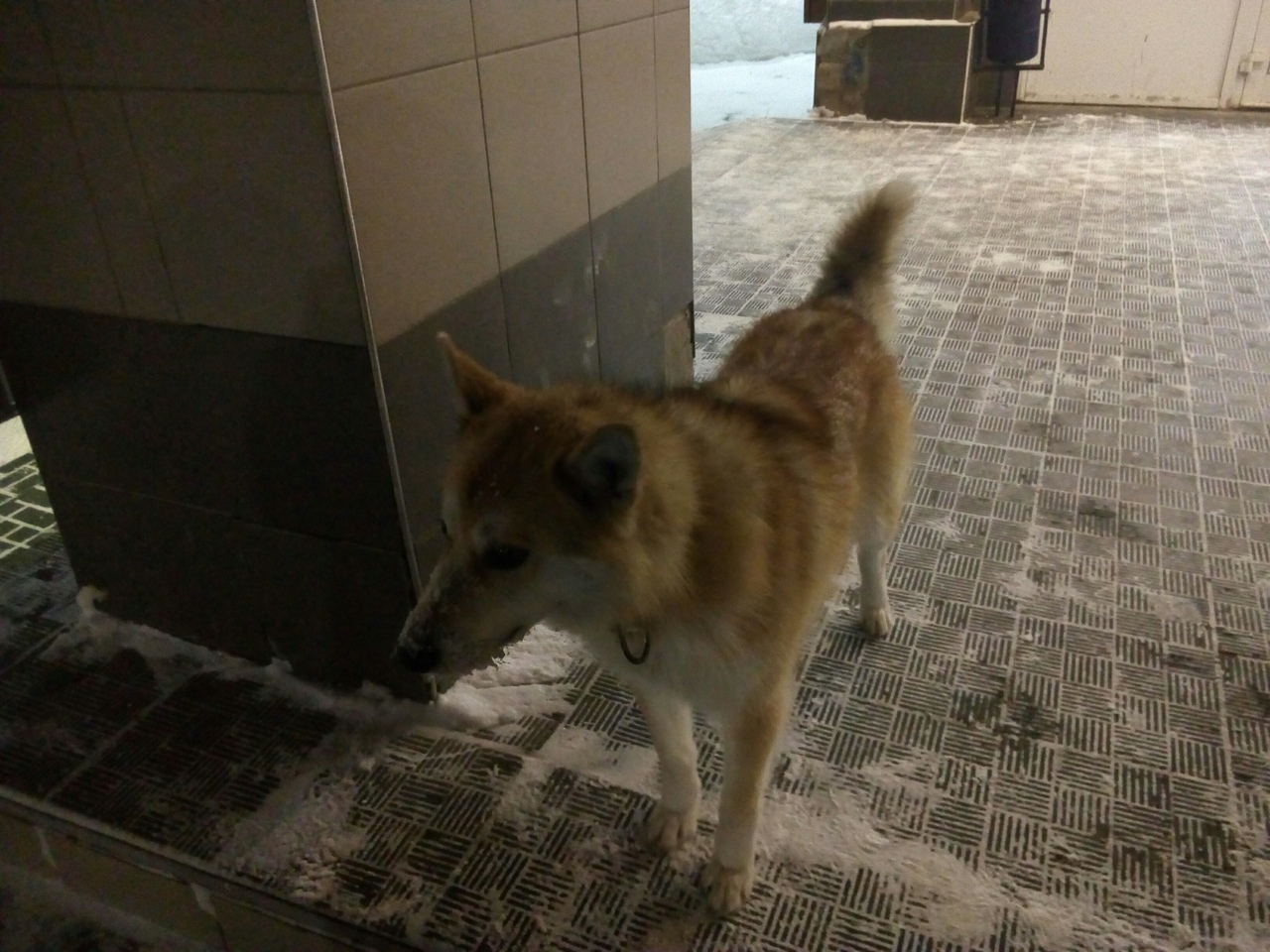 В Кирово-Чепецке домашняя собака покусала детей около школы