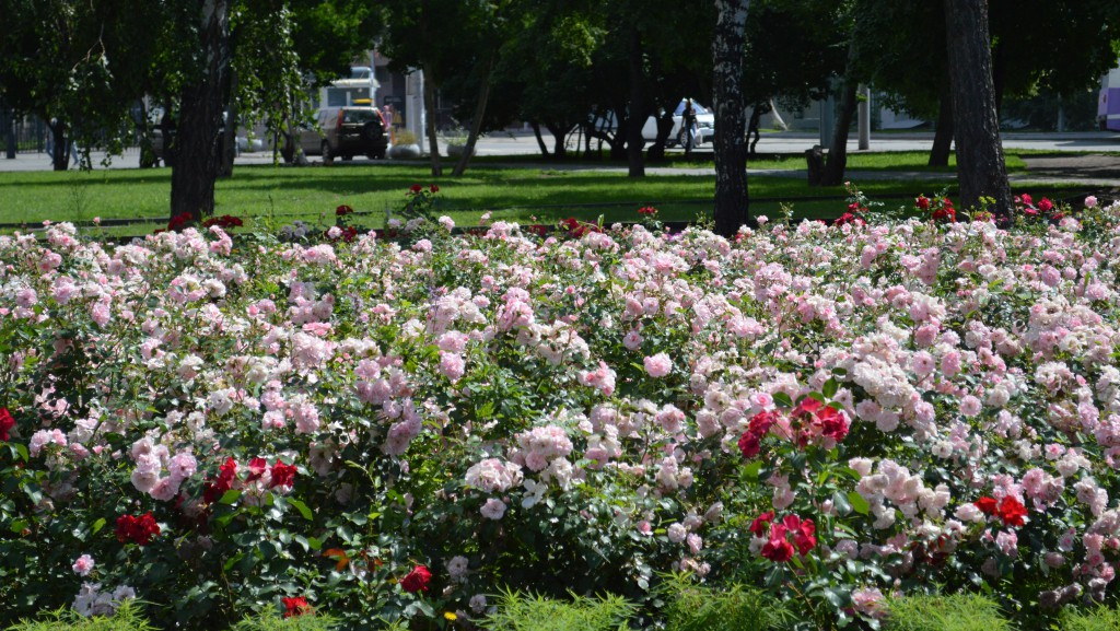 Стало известно, сколько потратят денег на закупку цветов в Кирово-Чепецке