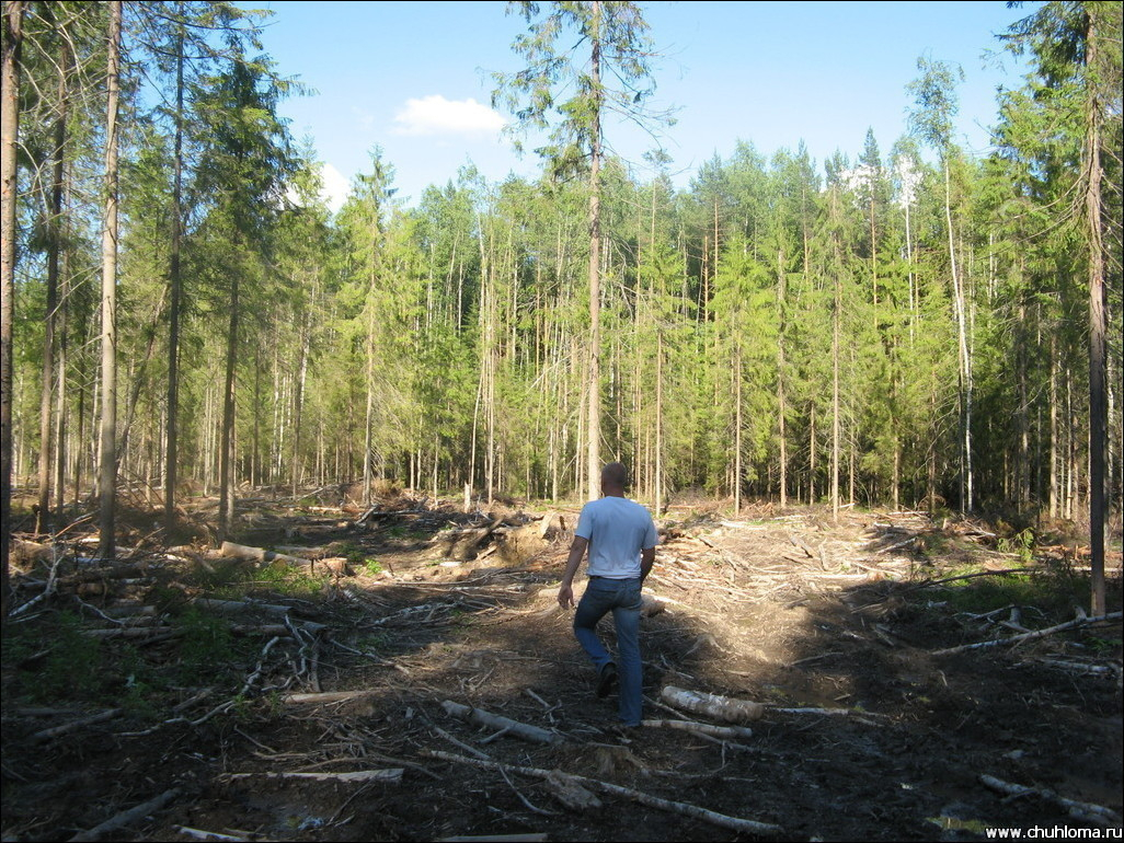 В Кирово-Чепецке мебельное предприятие через суд обязали восстановить вырубленный лес
