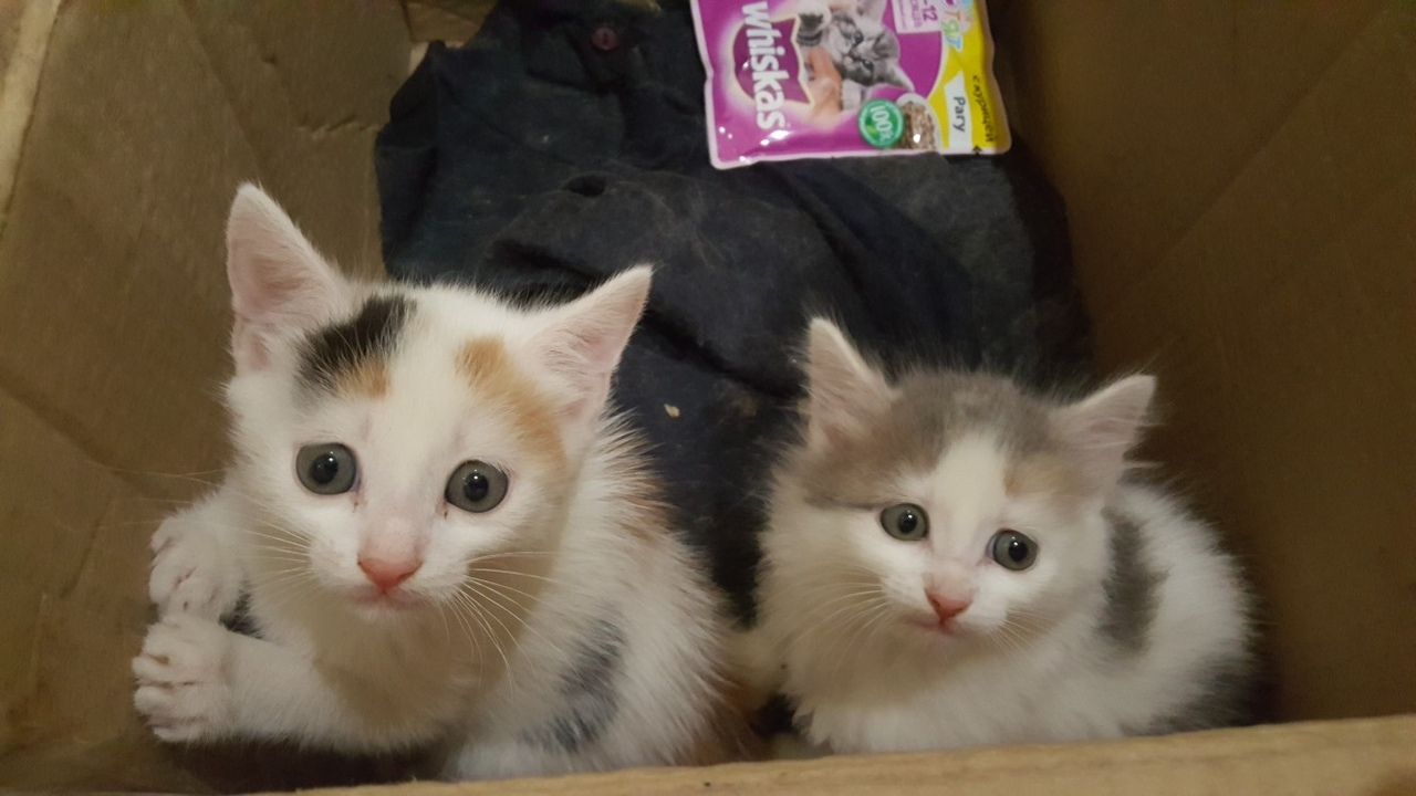 Кировские коммунальщики спасли месячных котят, которых выкинули в контейнер