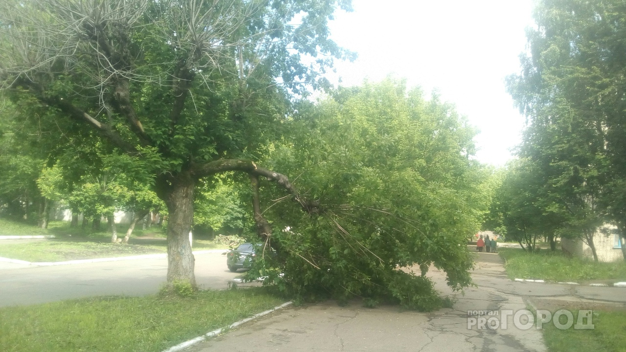 Ураган в Кирово-Чепецке сломал дерево у тротуара