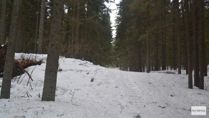 В Кирово-Чепецке на голову мужчины рухнуло дерево
