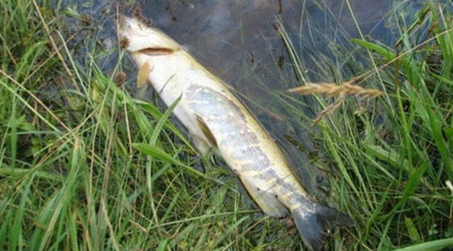 В Кирово-Чепецком районе началась проверка массовой гибели рыбы