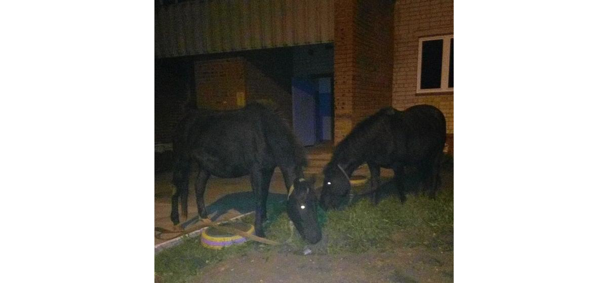 Лошади погрызли машину в Чепецке: главные сообщения из соцсетей за неделю