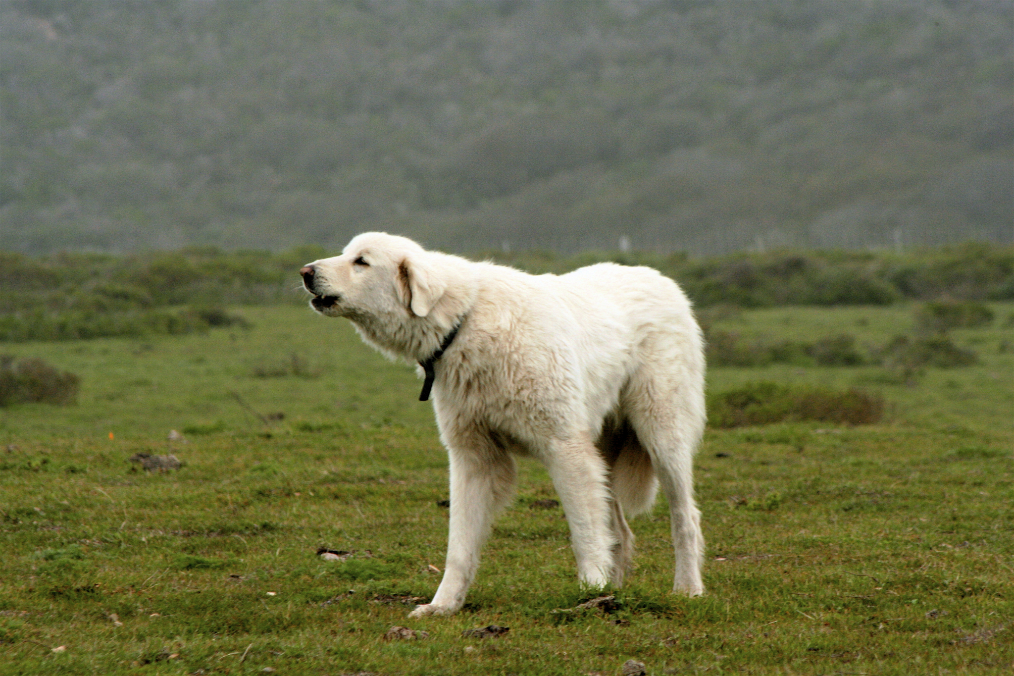 В России огласили список потенциально опасных пород собак